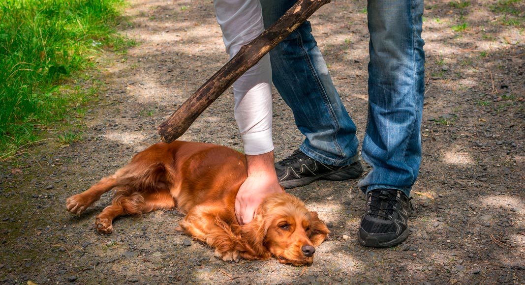 Maltrato animal, qué es, cómo y dónde denunciarlo