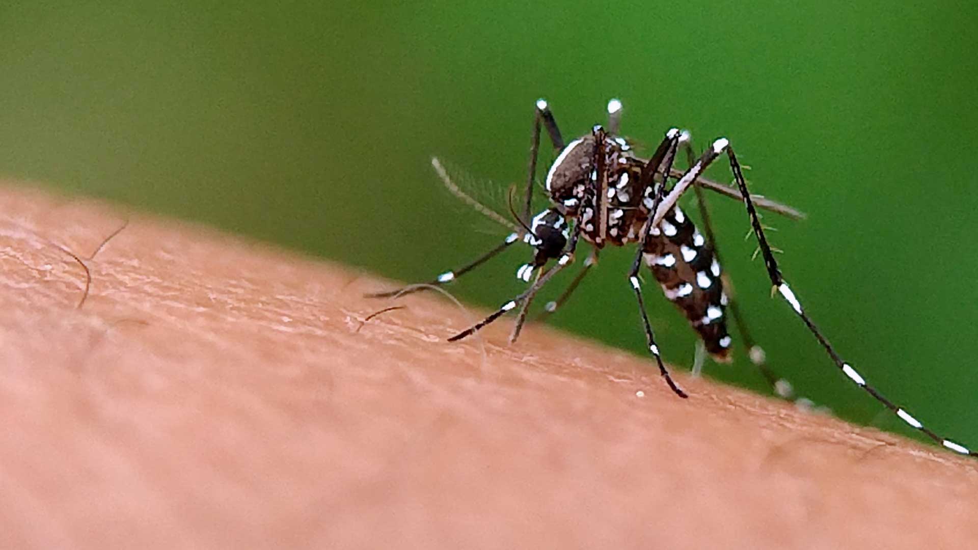 Qué es y cómo prevenir la fiebre amarilla?